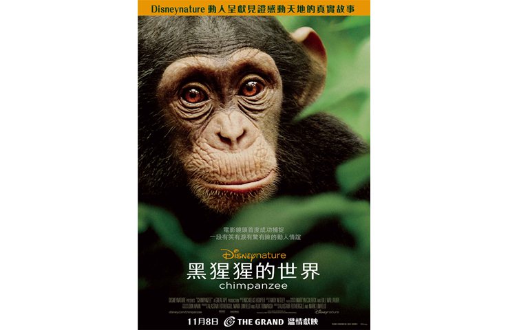 《黑猩猩的世界》11月8日　溫情獻映
