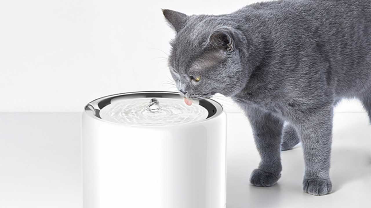 【價錢】智能寵物噴泉飲用水機、Petkit Eversweet 6 代香港售價＄639