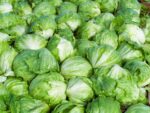 Taylor Farms 退出美國市場 冰山生菜因環孢子蟲病疫情下架