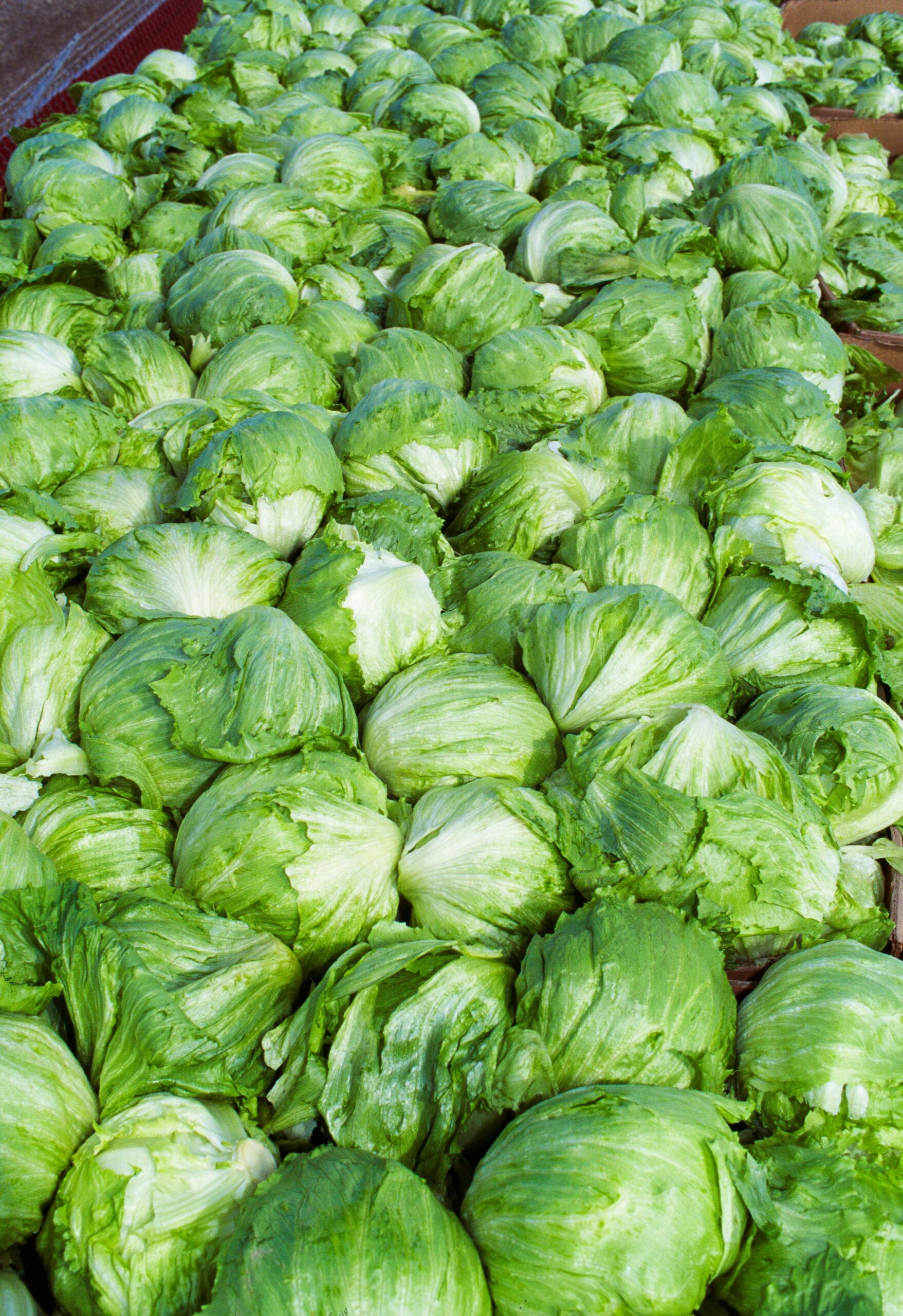 Taylor Farms 退出美國市場 冰山生菜因環孢子蟲病疫情下架